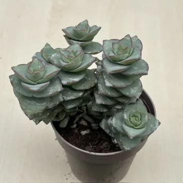 Crassula perforata 