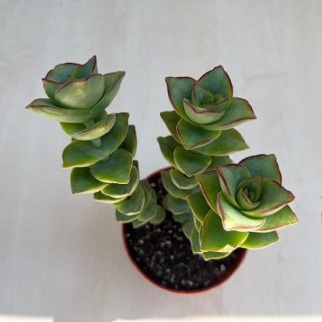 Crassula perforata 'Giant form'