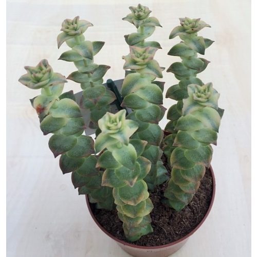 Crassula perforata 'Variegata' 