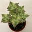 Crassula perforata 'Variegata'