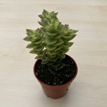Crassula perforata 'Variegata'