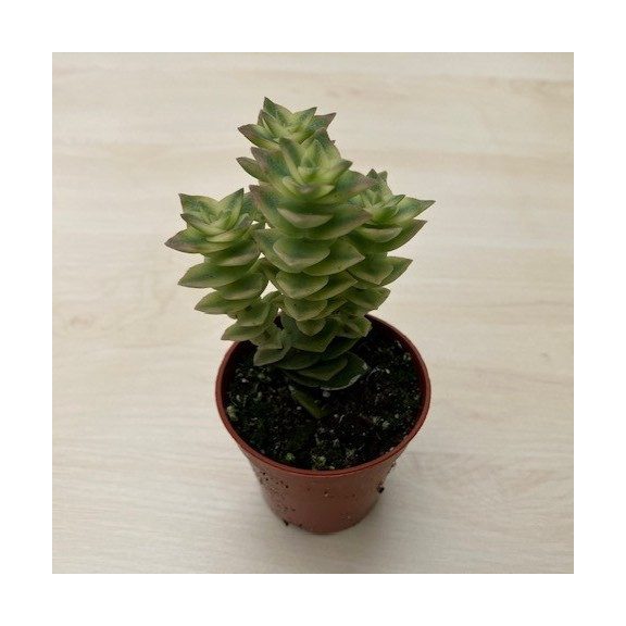 Crassula perforata 'Variegata'
