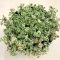 Crassula pellucida subsp. marginalis 'Petite Bicolor'