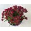 Crassula exilis subsp. schmidtii