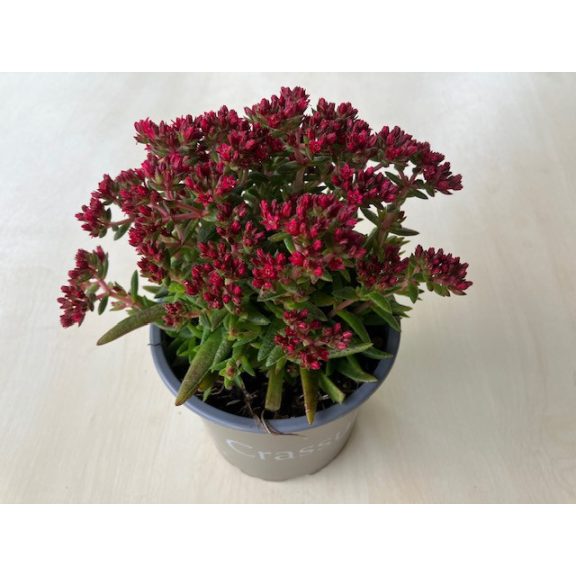 Crassula exilis subsp. schmidtii