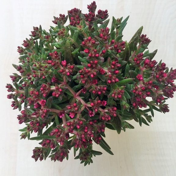 Crassula exilis subsp. schmidtii
