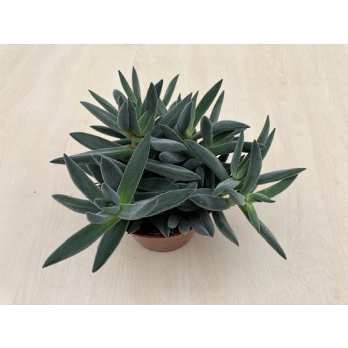 Crassula mesembryanthemoides 'Tenelli'