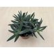 Crassula mesembryanthemoides 'Tenelli'