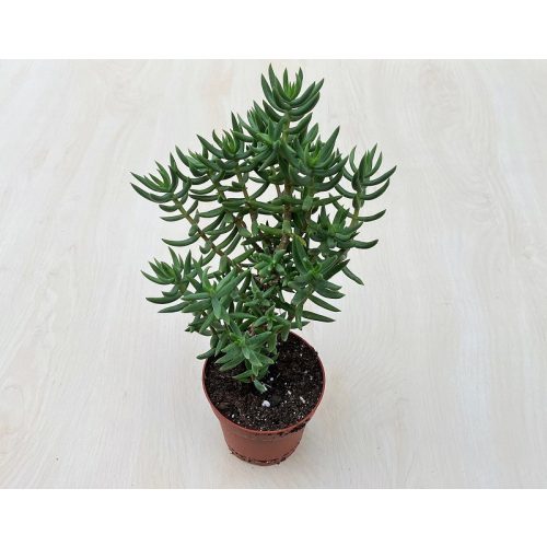 Crassula tetragona