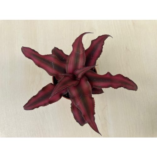 Cryptatnhus bivittatus 'Red Star'