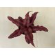Cryptatnhus bivittatus 'Red Star'