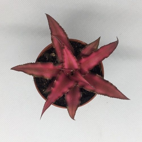 Cryptatnhus bivittatus 'Red Star'