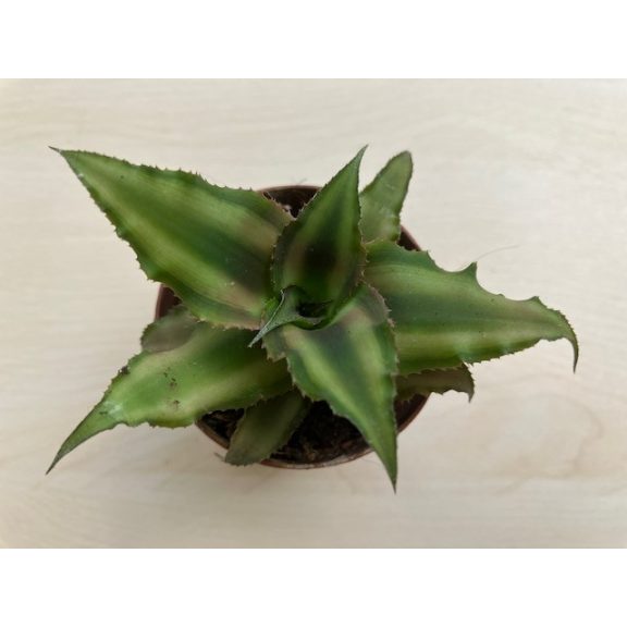 Cryptatnhus bivittatus