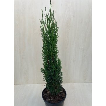 Cupressus sempervirens 'Totem' 