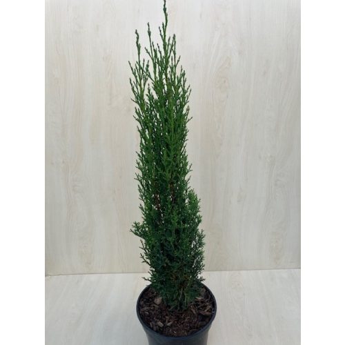 Cupressus sempervirens 'Totem' 