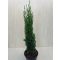 Cupressus sempervirens 'Totem' 