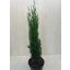 Cupressus sempervirens 'Totem' 