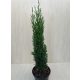 Cupressus sempervirens 'Totem' 