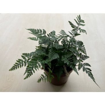 Davallia fijiensis