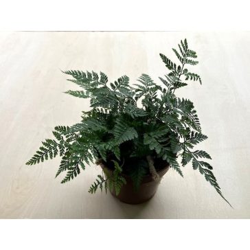 Davallia fijiensis