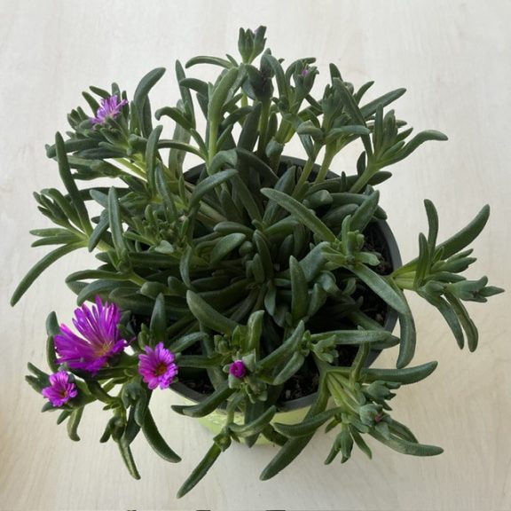 Delosperma