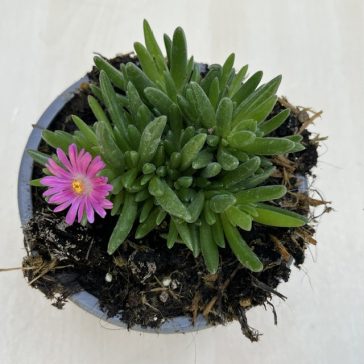 Jewel of Desert Candystone