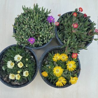 Delosperma