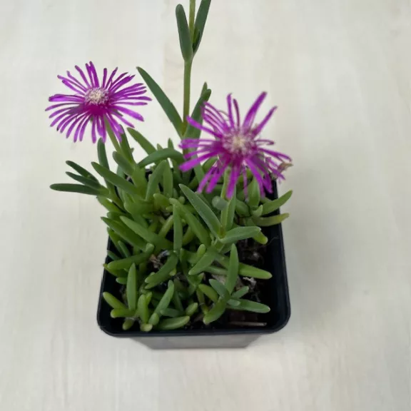 Delosperma Delosperma