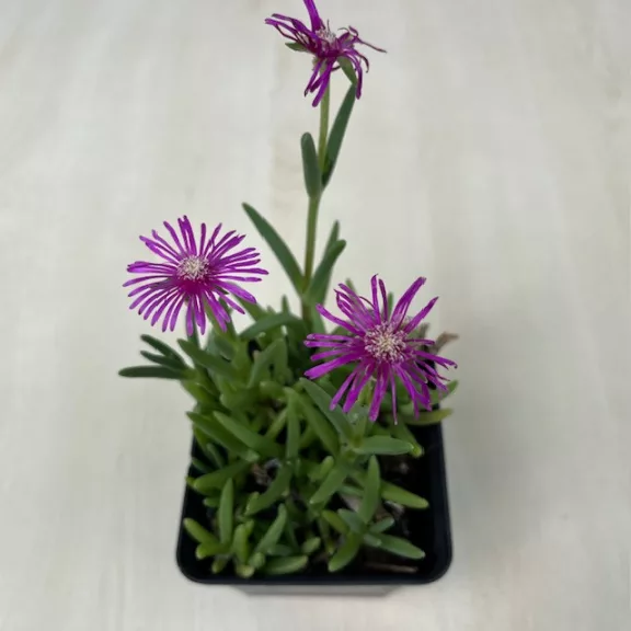 Delosperma Delosperma
