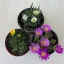 Delosperma
