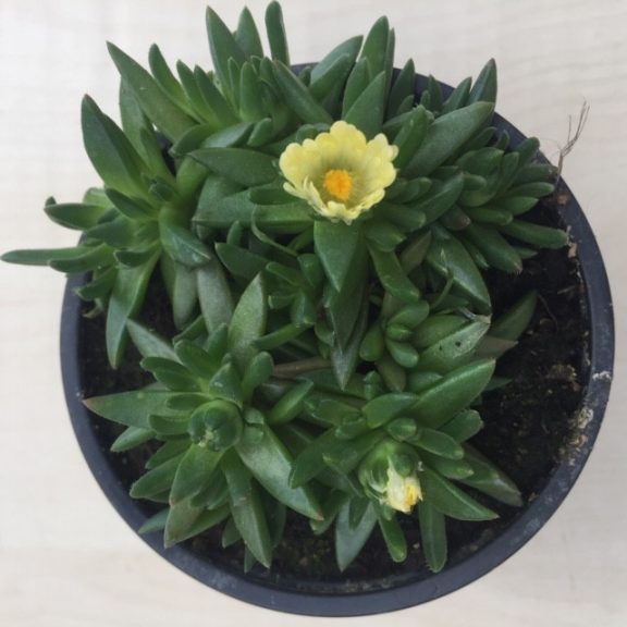 Delosperma