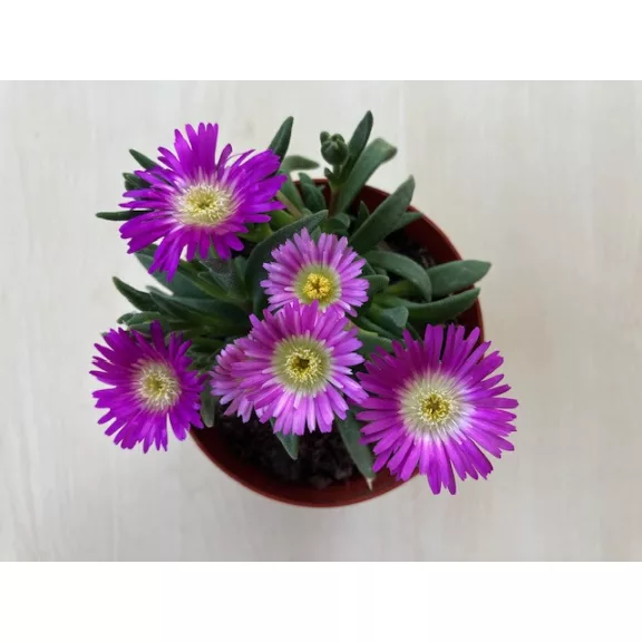 Delosperma