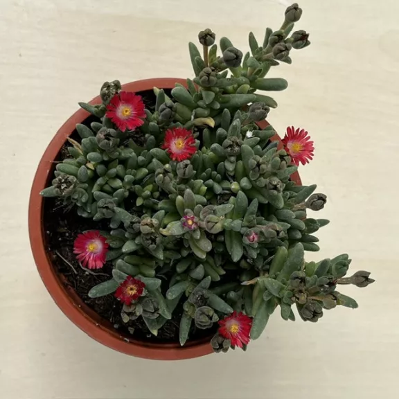 Delosperma