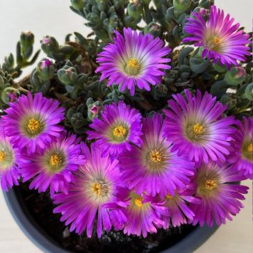 Delosperma 'Nelli