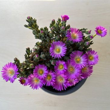 Delosperma 'Nelli