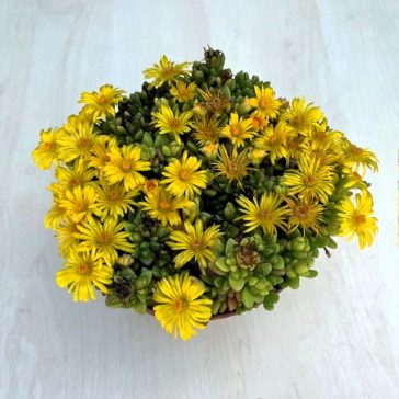 Delosperma Zltá