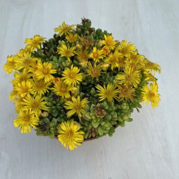 Delosperma Zltá