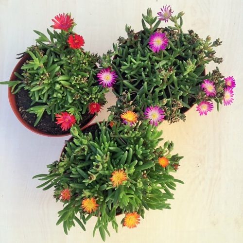 Delosperma 