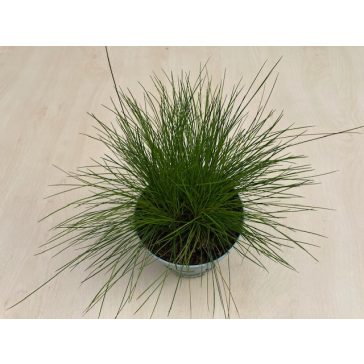 Deschampsia flexuosa 'AmiLime'