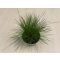 Deschampsia flexuosa 'AmiLime'