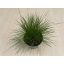 Deschampsia flexuosa 'AmiLime'