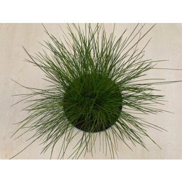 Deschampsia flexuosa 'AmiLime'