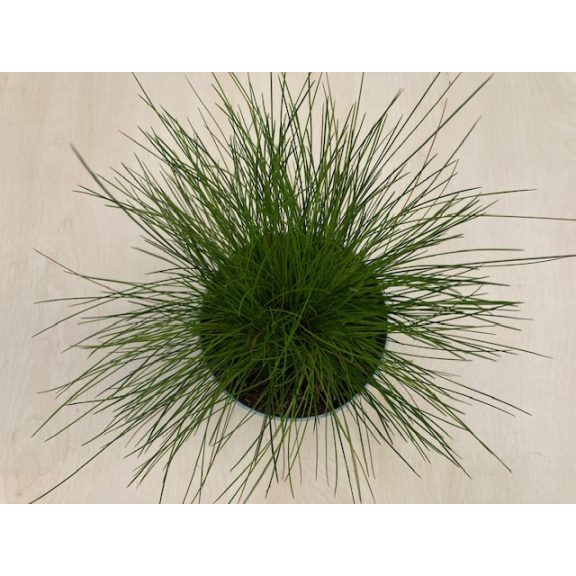 Deschampsia flexuosa 'AmiLime'