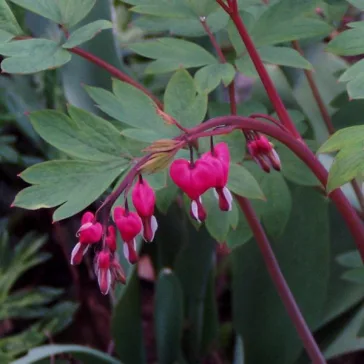 Dicentra spectabilis