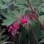 Dicentra spectabilis