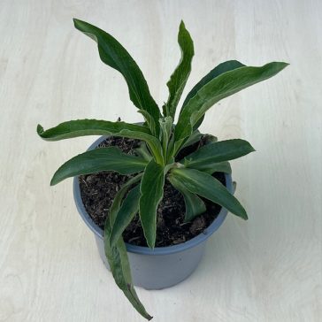 Digitalis parviflora