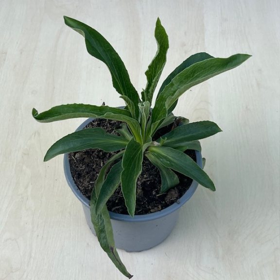 Digitalis parviflora