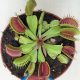Dionea muscipula