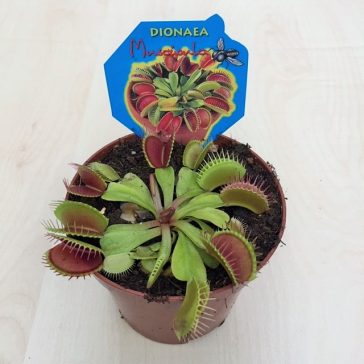 Dionea muscipula