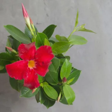 Dipladenia 